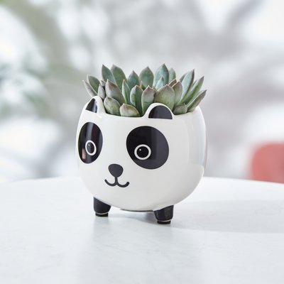 Mini Echeveria Succulent & Panda Planter
