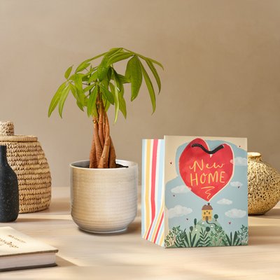 PATCH ‘Ariel' the Money Tree with Pot & New Home Gift Bag