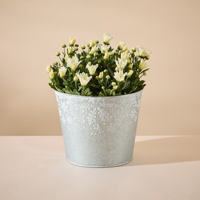 Large Outdoor Chrysanth Planter