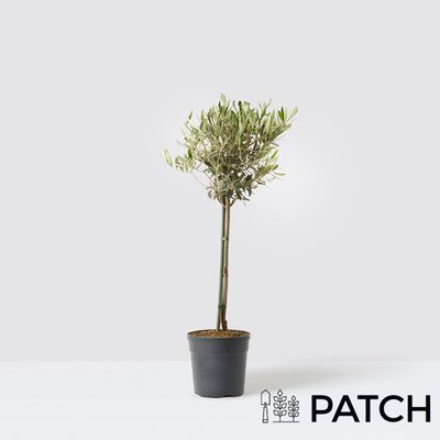 PATCH Outdoor 'Ollie' the Outdoor Olive Tree