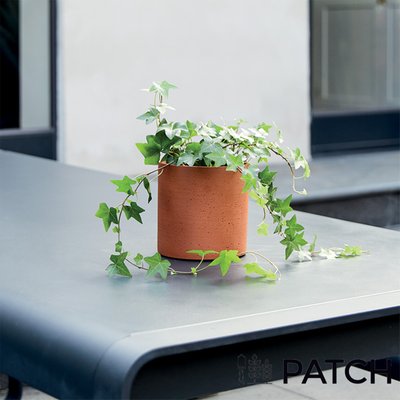 PATCH 'Ivy' the Outdoor English Ivy plant