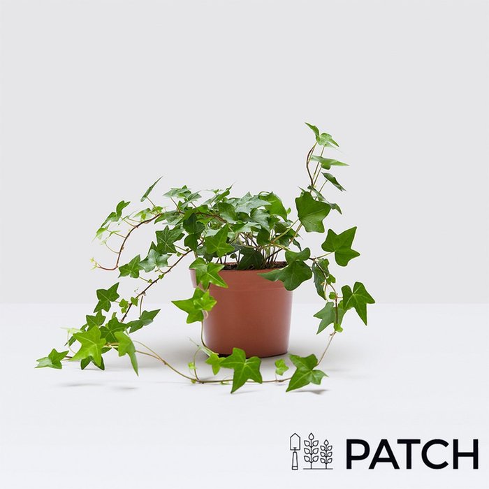 PATCH Outdoor 'Ivy' the Outdoor English Ivy plant