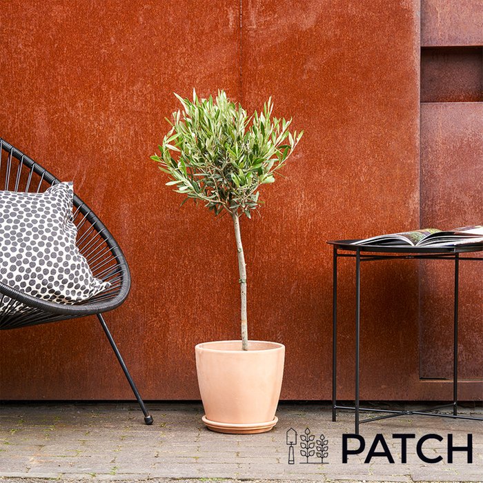 PATCH 'Ollie' the Outdoor Olive Tree