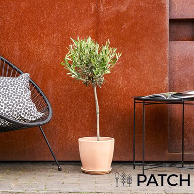 PATCH 'Ollie' the Outdoor Olive Tree
