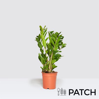 Patch 'Cassie' the ZZ Plant 12cm