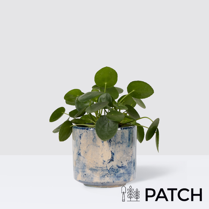PATCH Penny in Fractured Blue Pot