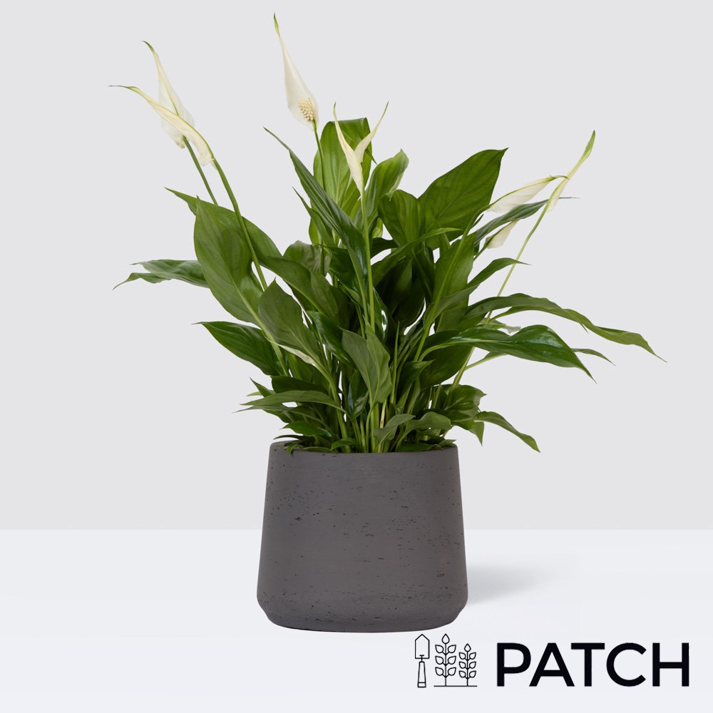 Patch Pippa In Clay Charcoal Pot