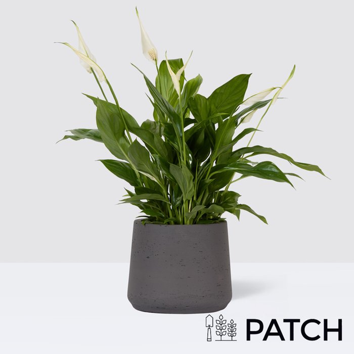 PATCH Pippa in Clay Charcoal Pot