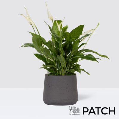 PATCH Pippa in Clay Charcoal Pot