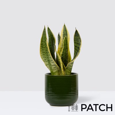 PATCH Sharon in Ceramic Green Glazed Pot