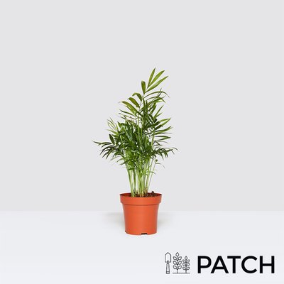 PATCH 'Sharon' the Parlour Palm 12cm