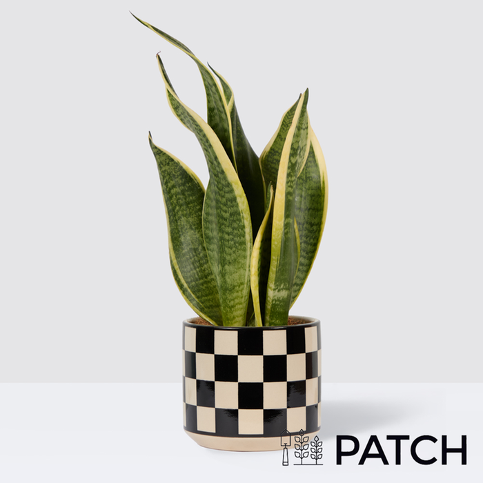 PATCH Susie in Chess Black Pot