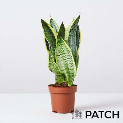 PATCH 'Susie' the Snake Plant
