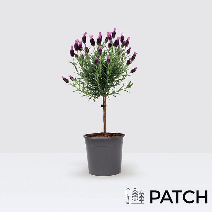 PATCH Outdoor 'Laurens' the French Lavender plant