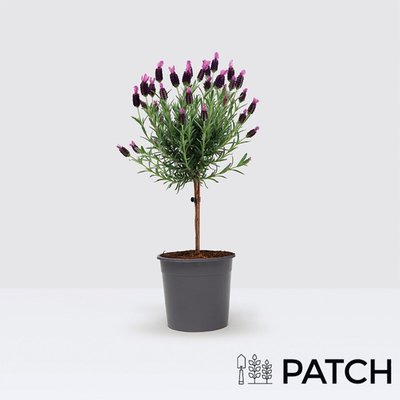 PATCH Outdoor 'Laurens' the French Lavender plant
