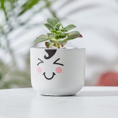 Succulent in Cheeky Smiler Pot