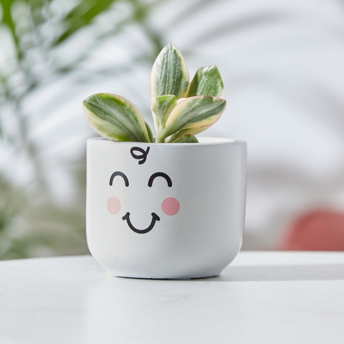 Succulent in Cute Smiler Pot