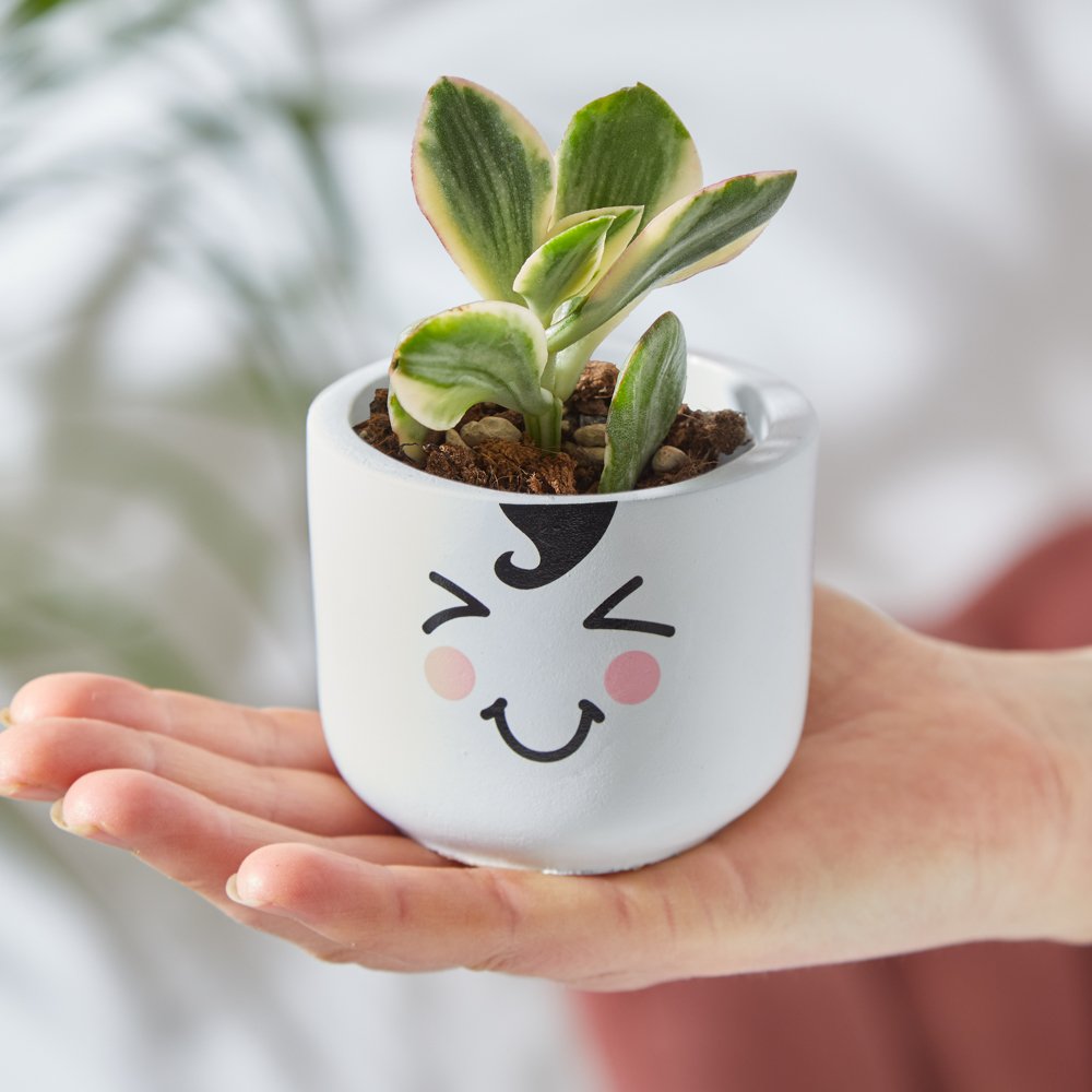 Moonpig Succulent In Cute Smiler Pot Flowers
