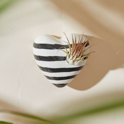 Striped Heart Magnet Pot with Tillandsia Air Plant