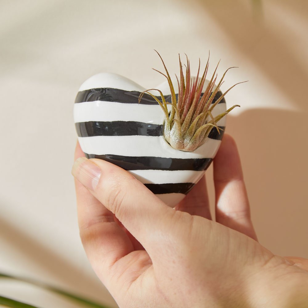Moonpig Striped Heart Magnet Pot With Tillandsia Air Plant Flowers