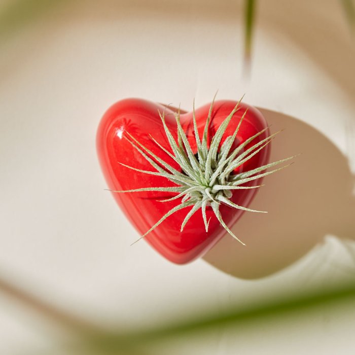 Red Heart Magnet Pot with Tillandsia Air Plant
