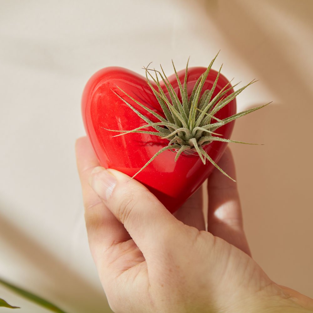 Moonpig Red Heart Magnet Pot With Tillandsia Air Plant Flowers