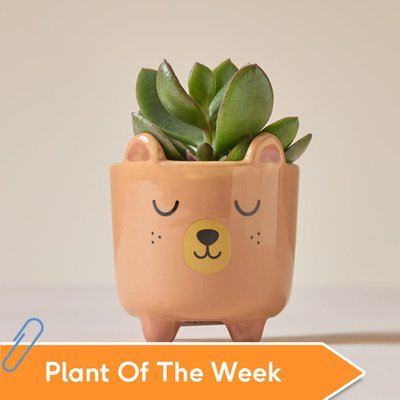 Succulent in Mini Sleepy Bear Pot