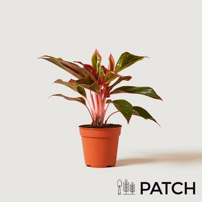 PATCH 'Aggie' the Chinese Evergreen Plant 12cm