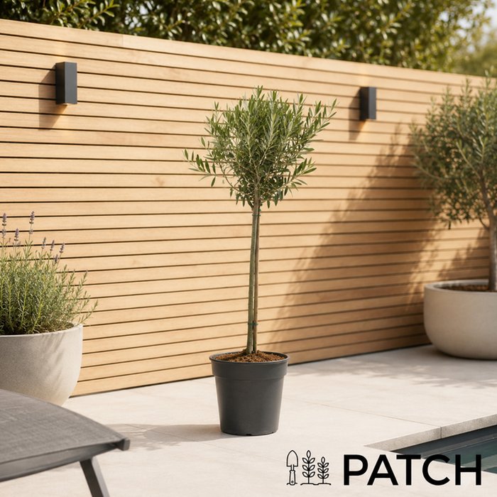 PATCH Outdoor 'Ollie' the Olive Tree