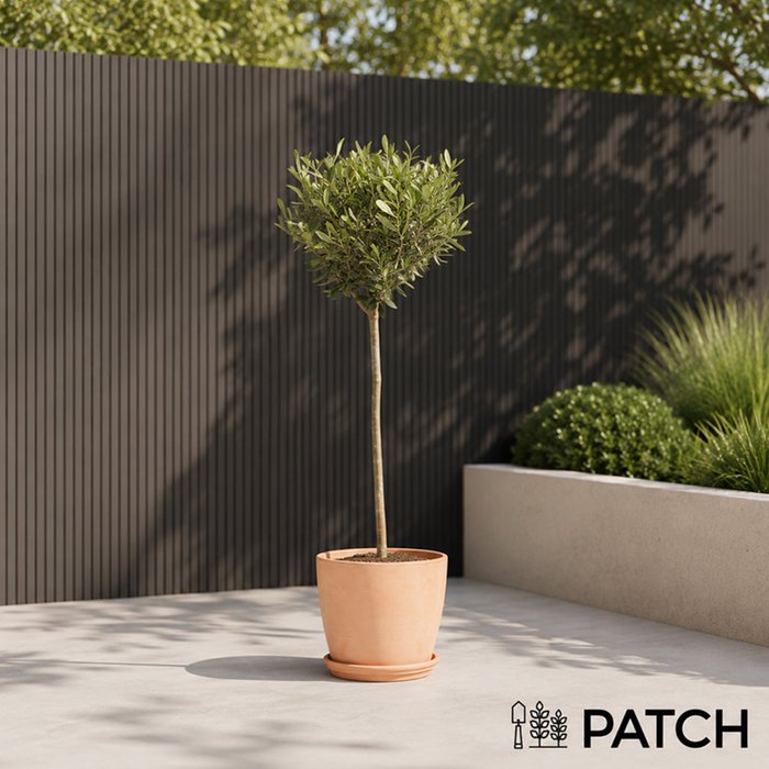 PATCH Outdoor Ollie the Olive Tree with Terracotta Pot