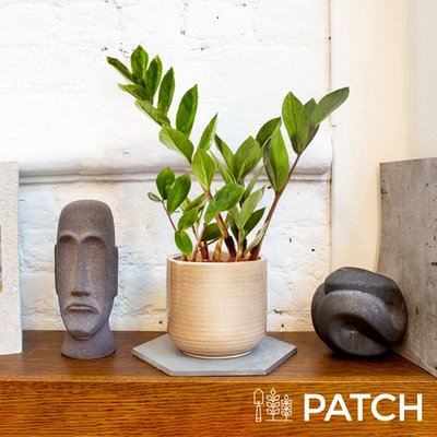 PATCH ‘Cassie' the ZZ Plant with Pot