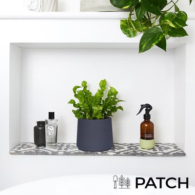 PATCH 'Pele' the Bird's Nest Fern with Pot