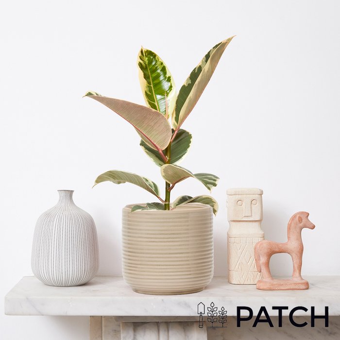 PATCH 'Rob' the Variegated Rubber Plant with Cream Ceramic Pot