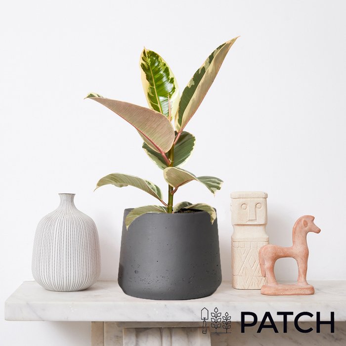 PATCH 'Rob' the Variegated Rubber Plant with Pot