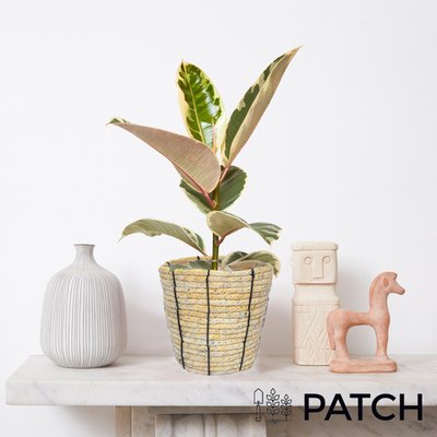 PATCH 'Rob' the Variegated Rubber Plant with Rope Basket