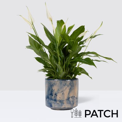 PATCH Pippa in Fractured Blue Pot