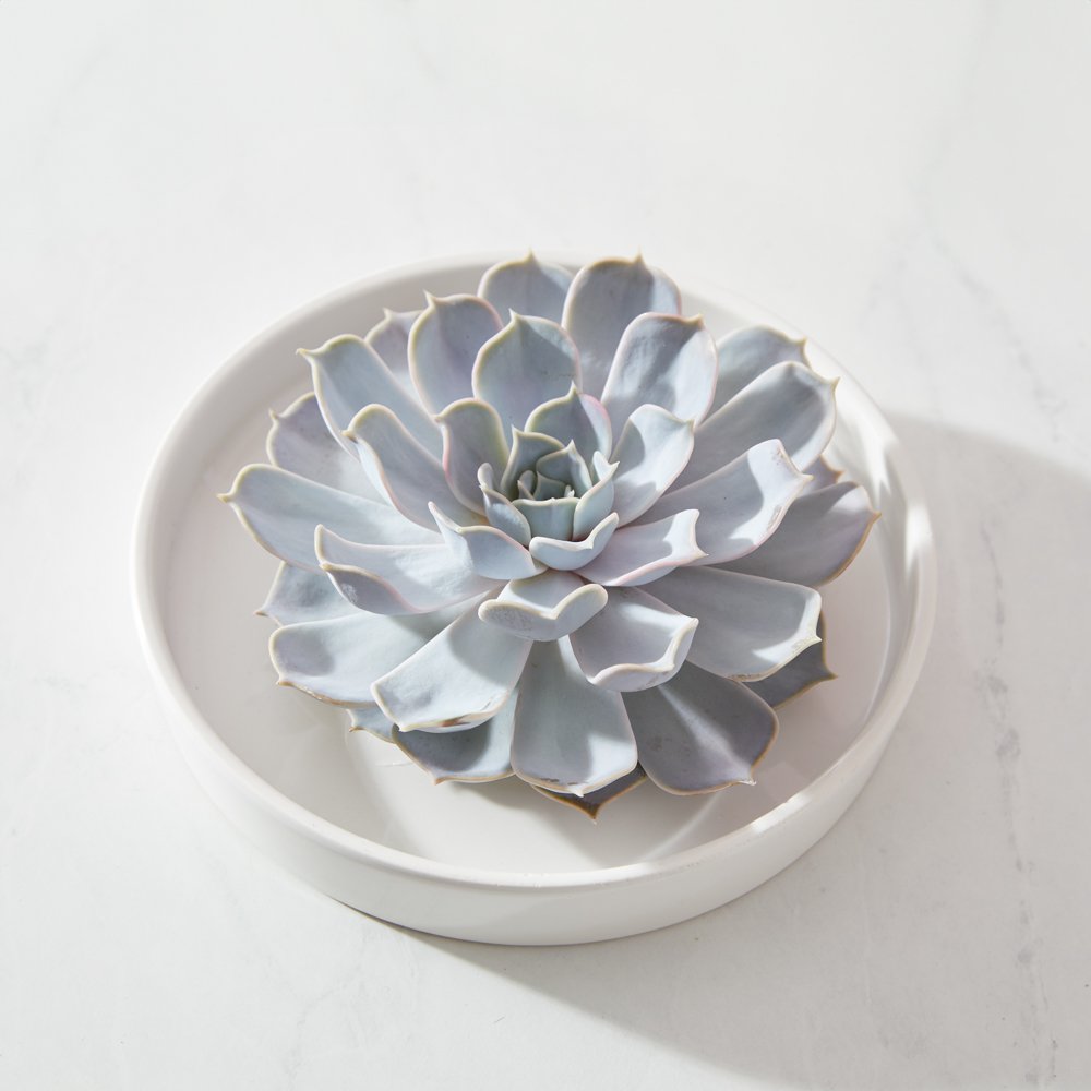 Moonpig Harmony's Light Haven Succulent On Plate Flowers