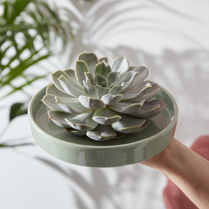 Classic succulent on plate