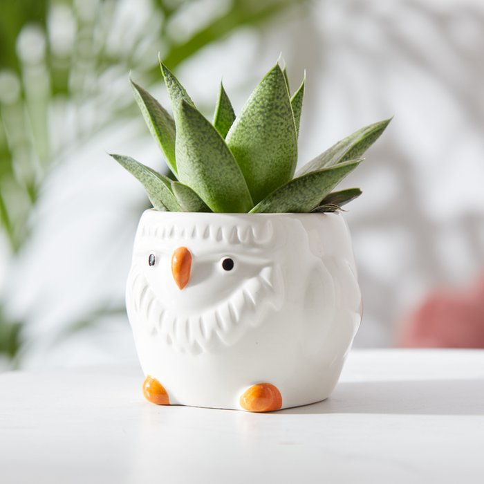 Owl and Aloe in magnetic Pot