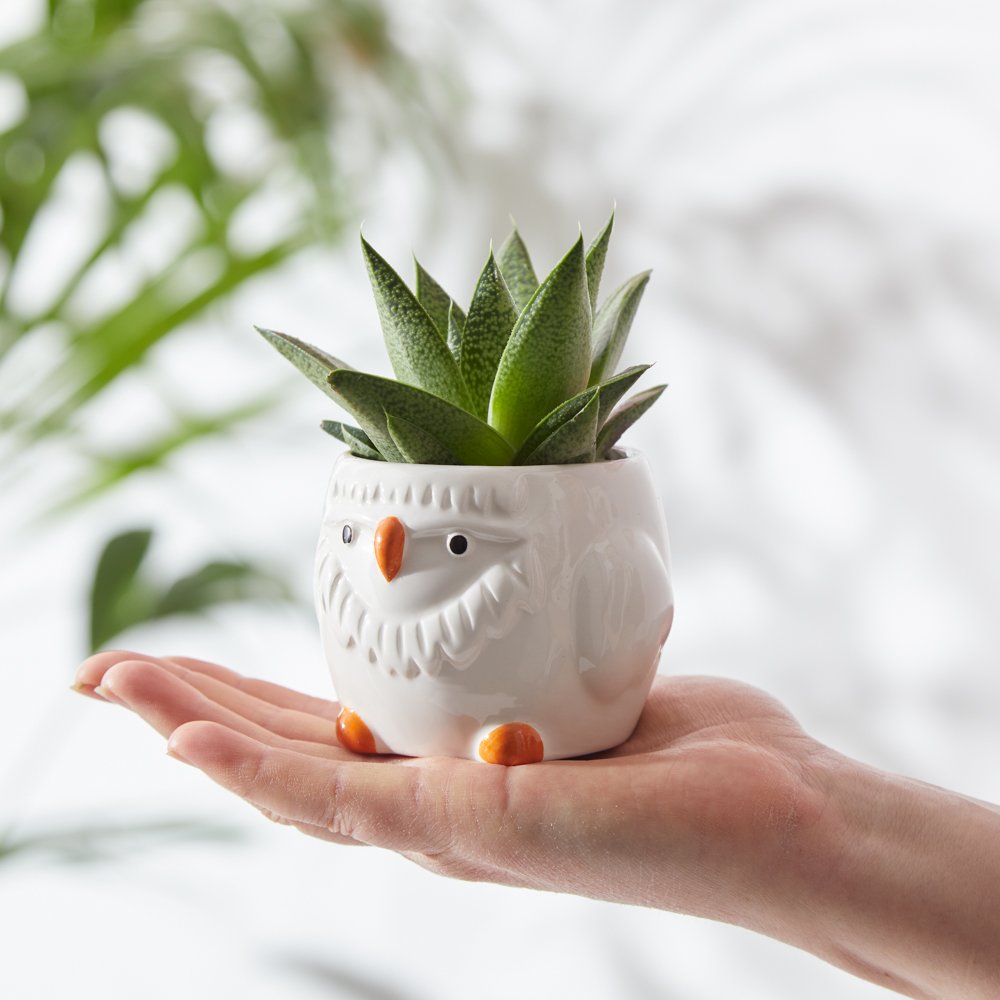 Moonpig Owl And Aloe In Magnetic Pot Flowers