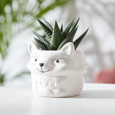 Foxy and Aloe in Magnetic Pot