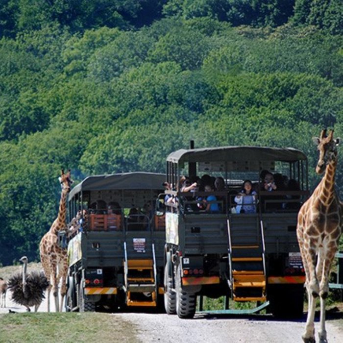 A Visit to Port Lympne Reserve, Truck Safari and Afternoon Tea for Two