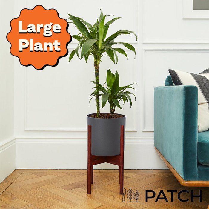 PATCH 'Rick' the Corn Plant with Pot 80cm