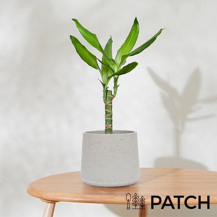 PATCH 'Rick' The Corn Plant with Pot