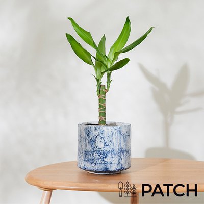 PATCH 'Rick' The Corn Plant with Pot