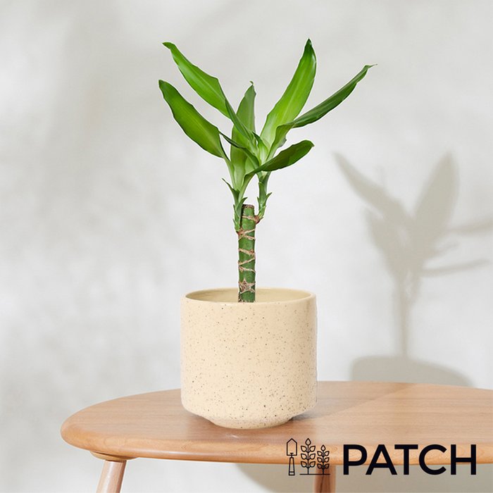 PATCH 'Rick' The Corn Plant with Ceramic Pot