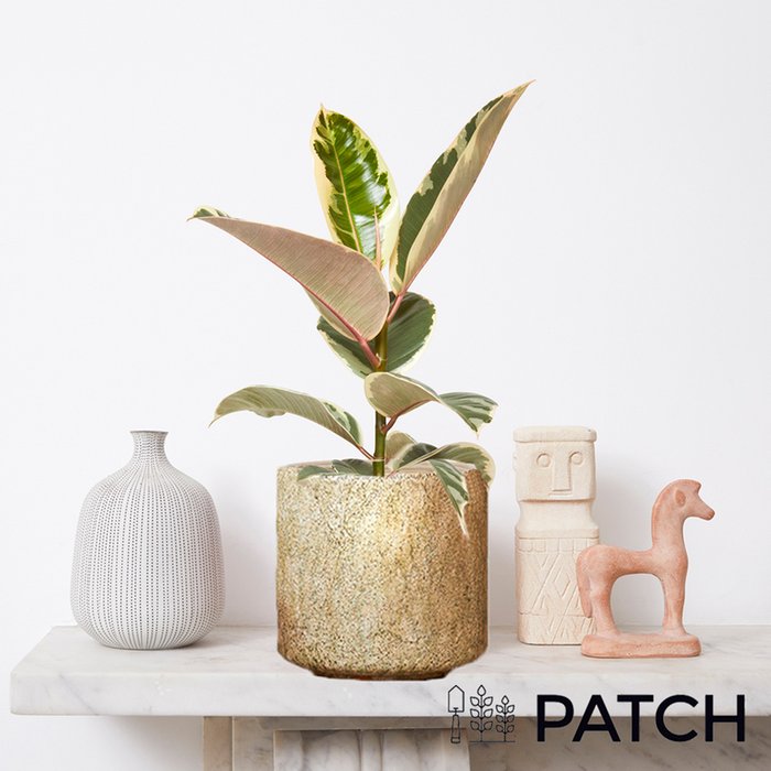 PATCH 'Rob' the Variegated Rubber Plant with Cream Pot