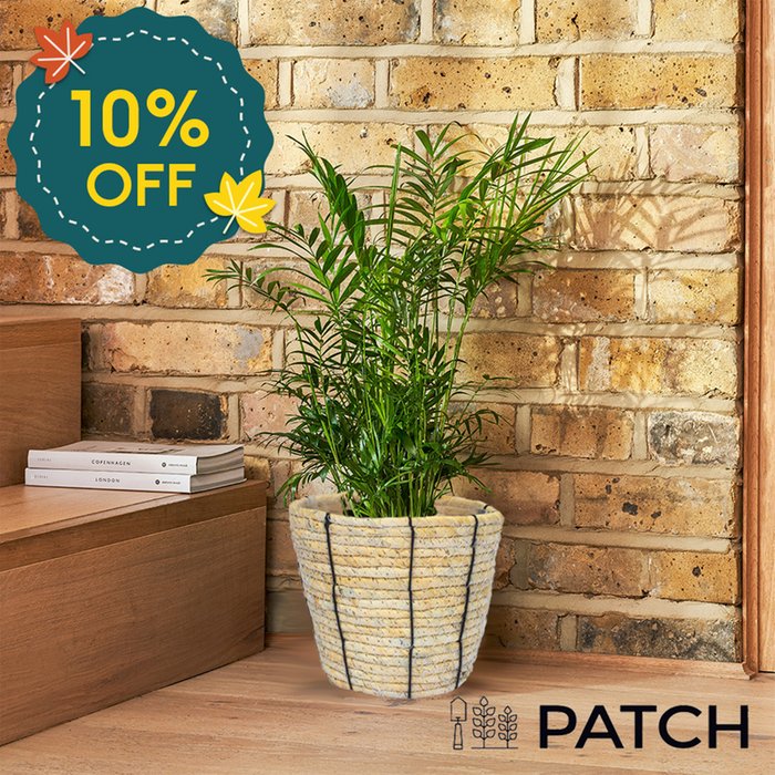 PATCH 'Sharon' the Parlour Palm with Rope Basket