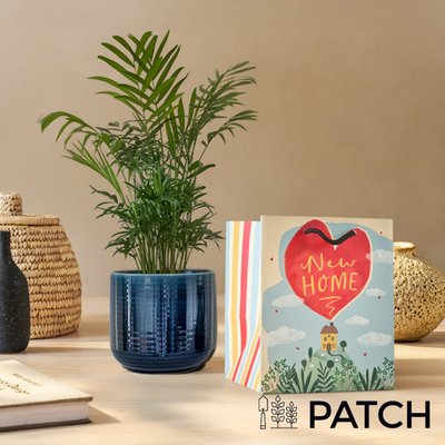 PATCH 'Sharon' the Parlour Palm with Pot & New Home Gift Bag