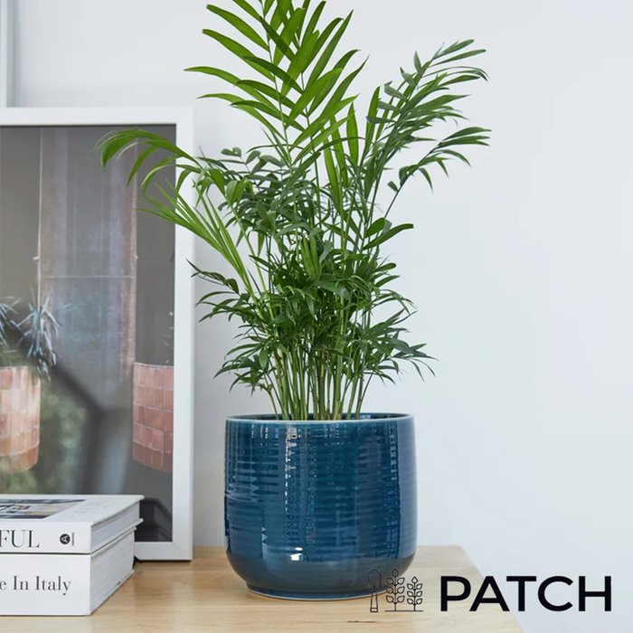 PATCH 'Sharon' the Parlour Palm with Pot